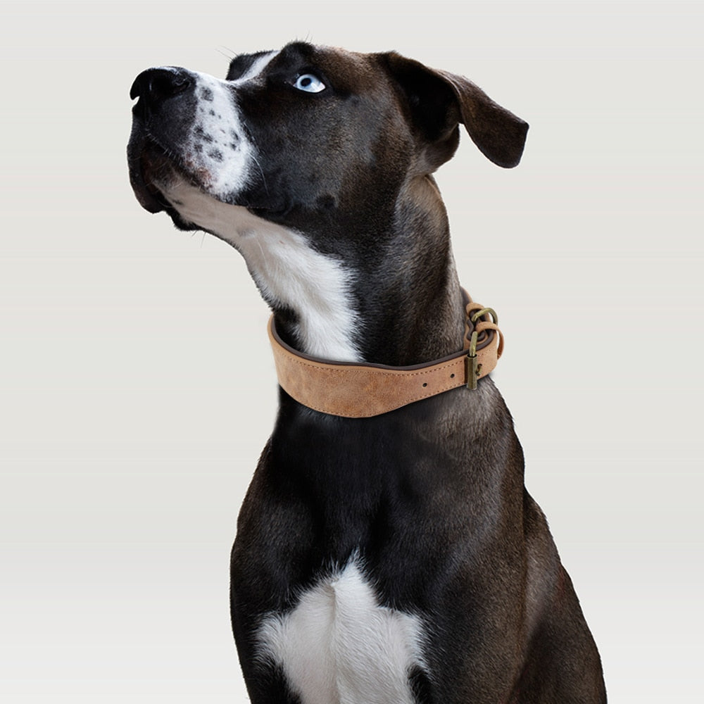 Wide Leather Dog Collar Padded