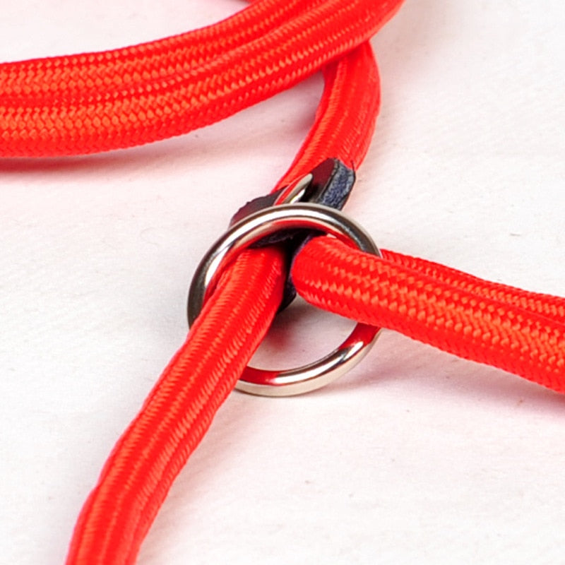 collar and lead two in one made from nylon rope with leather buckle.