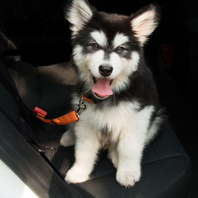 Small Pet Car Seat Belt