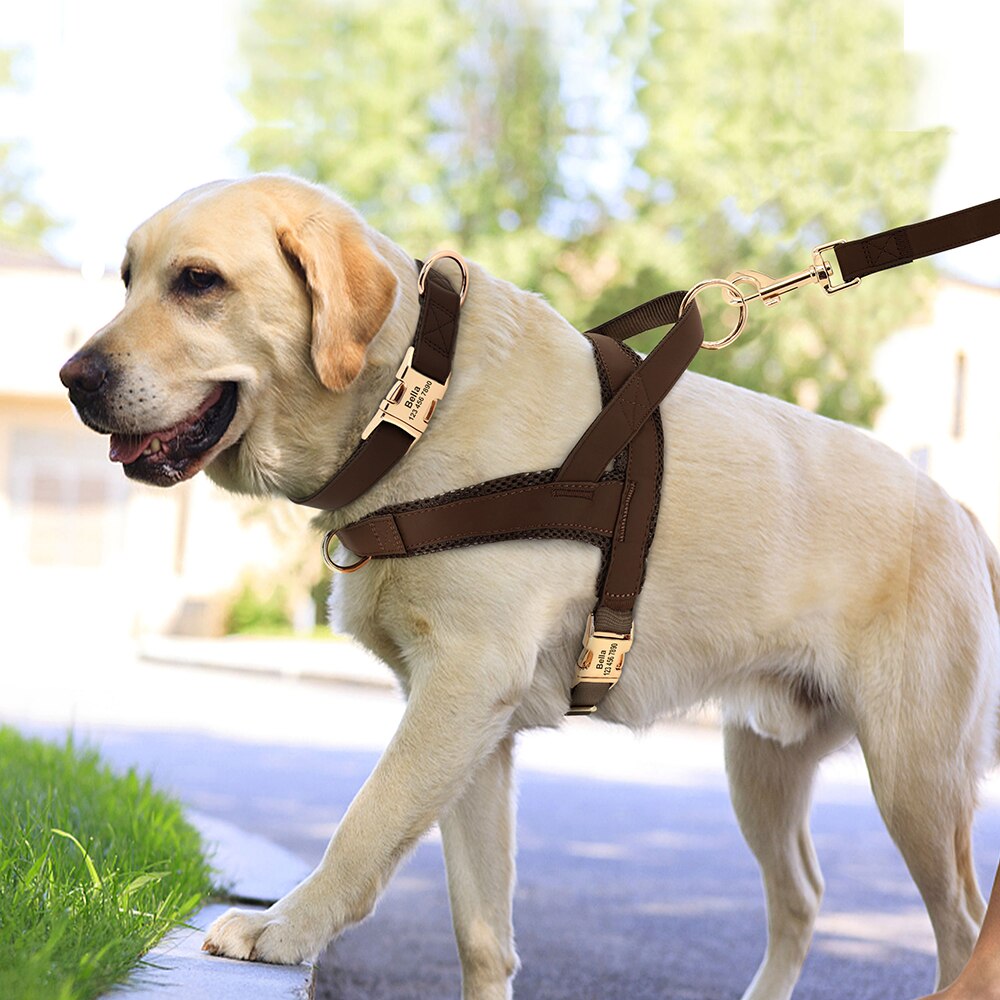 No pull harness and collar set