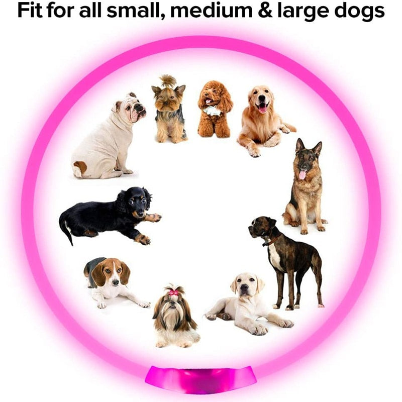 One size fits all rechargeable LED collar