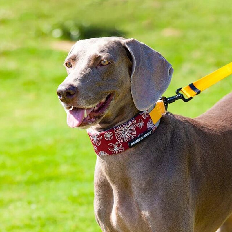 4.5cm Wide Adjustable Breathable Padded Nylon Dog Collar